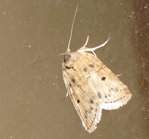 Nycteola revayana (Nolidae)
